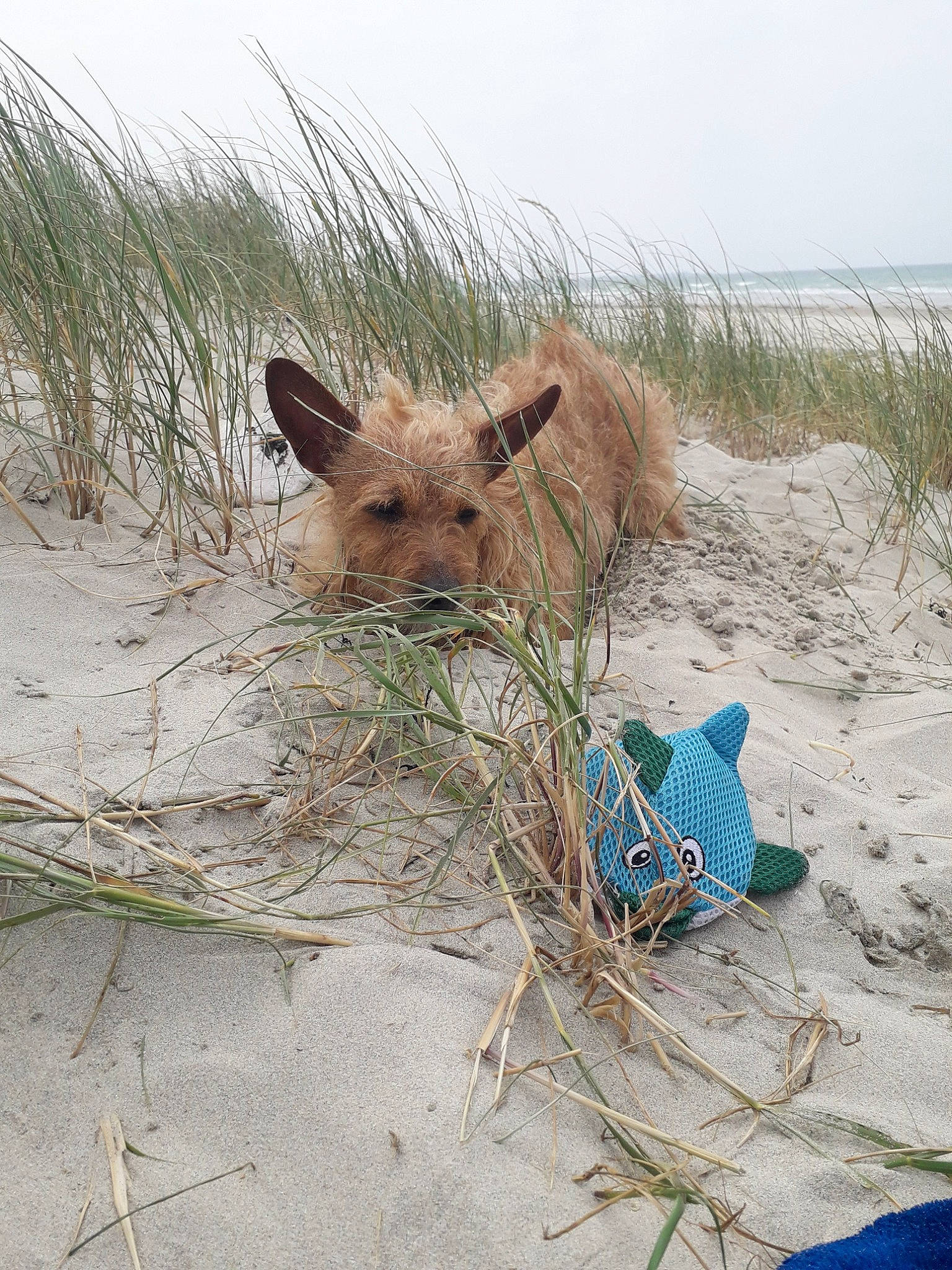 Mystic a rejoint le concours — aidez-le/la à gagner de superbes lots ! australian_terrier, cairn_terrier, canidae, carnivore, dog, dog_breed, fawn, norwich_terrier, pomeranian, puppy, sand, terrier