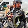 Mystic participe au concours pour gagner de l'argent avec cette photo : black, building, cool, dog, gloves, gray, helmet, jacket, man, motorcycle, people, pet_carrier, red, sidewalk, street, sunglasses, transportation, urban, van, window