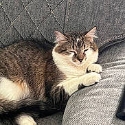 Kuruchona is registered to the contest to win money with this photo: cat, sleeping, couch, gray, fur, pet, cozy, resting, indoor, feline, paw, relaxed, whiskers, tabby, white, cute, animal, companion, comfort, home