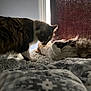 Kuruchona joined the competition — help win amazing prizes! cat, cats, bed, blanket, indoor, window, curtain, pattern, fur, pet, animal, cozy, resting, sniffing, nuzzling, domestic, feline, sleepy, soft, companion
