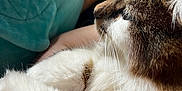 Kuruchona joined the competition — help win amazing prizes! cat, close_up, fluffy, fur, whiskers, pet, animal, relaxed, indoor, soft, comfort, resting, profile, feline, cute, domestic_animal, sleepy, warm, cozy, side_view
