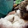 cat, close_up, fluffy, fur, whiskers, pet, animal, relaxed, indoor, soft, comfort, resting, profile, feline, cute, domestic_animal, sleepy, warm, cozy, side_view