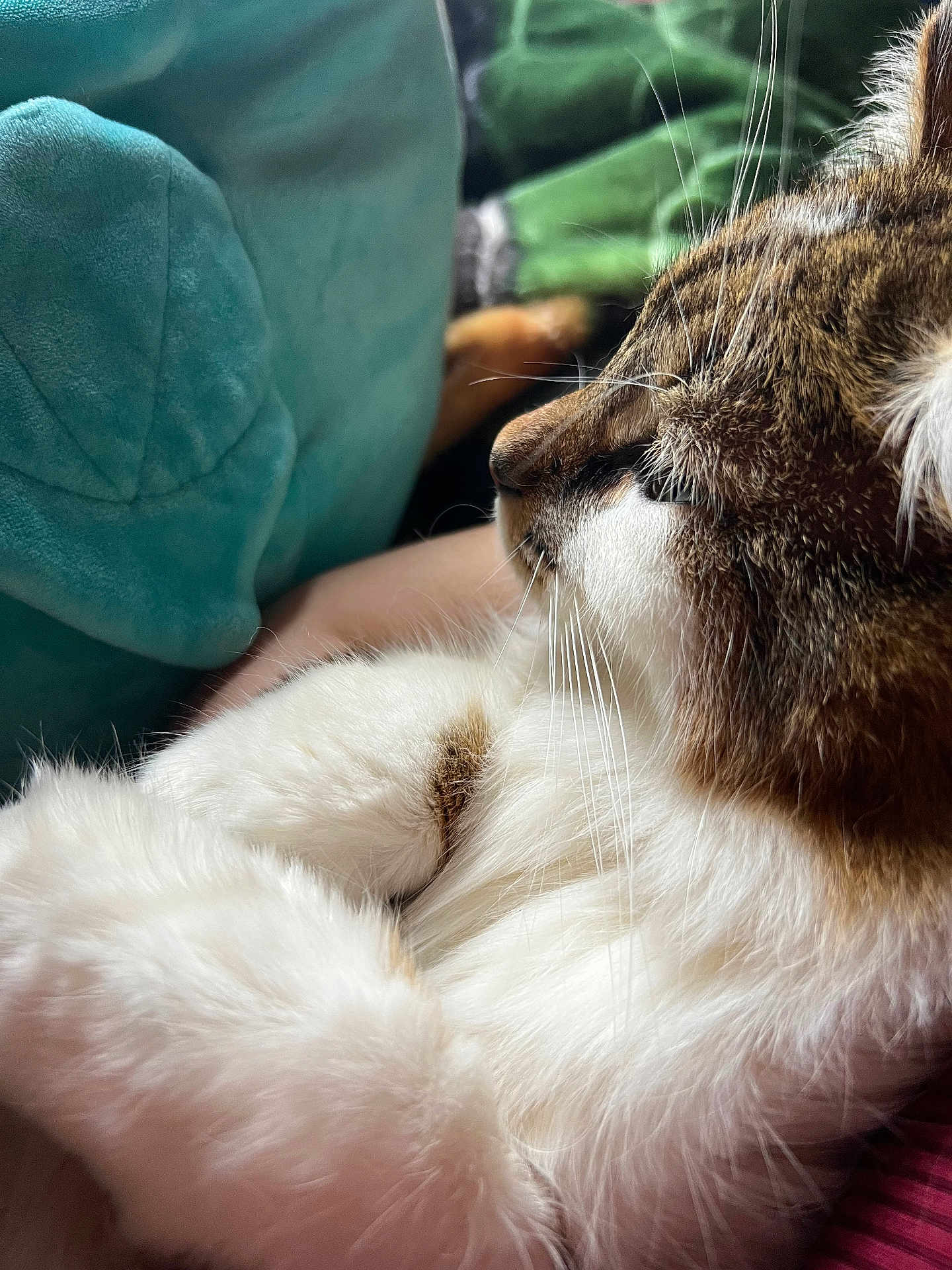Kuruchona joined the competition — help win amazing prizes! cat, close_up, fluffy, fur, whiskers, pet, animal, relaxed, indoor, soft, comfort, resting, profile, feline, cute, domestic_animal, sleepy, warm, cozy, side_view