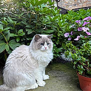 Luna joined the competition — help win amazing prizes! cat, fluffy, blue_eyes, outdoor, garden, plants, flowers, greenery, patio, calm, nature, pet, animal, feline, sitting, fur, window, stone_wall, daylight, serene