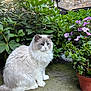 cat, fluffy, blue_eyes, outdoor, garden, plants, flowers, greenery, patio, calm, nature, pet, animal, feline, sitting, fur, window, stone_wall, daylight, serene