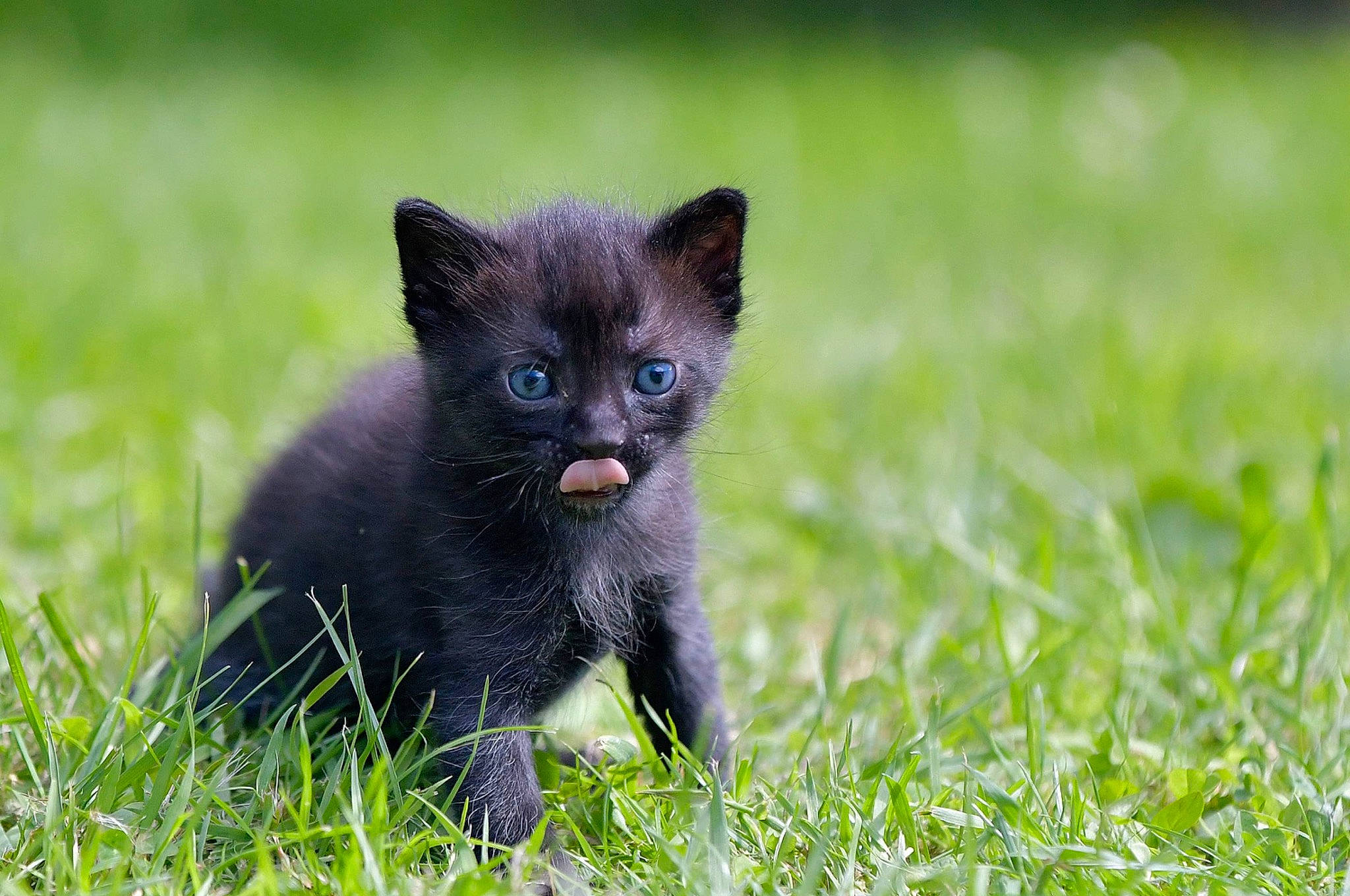 Moustique participe au concours pour gagner de l'argent avec cette photo : black_cat, bombay, carnivore, cat, dog_breed, domestic_short_haired_cat, eye, fawn, felidae, fur, grass, grassland, plant, small_to_medium_sized_cats, snout, tail, terrestrial_animal, tree, whiskers, wildlife