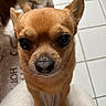 dog, chihuahua, close_up, pet, animal, brown, small_dog, curious, floor, tile, indoor, whiskers, ears, face, cute, companion, fur, domestic_animal, canine, looking
