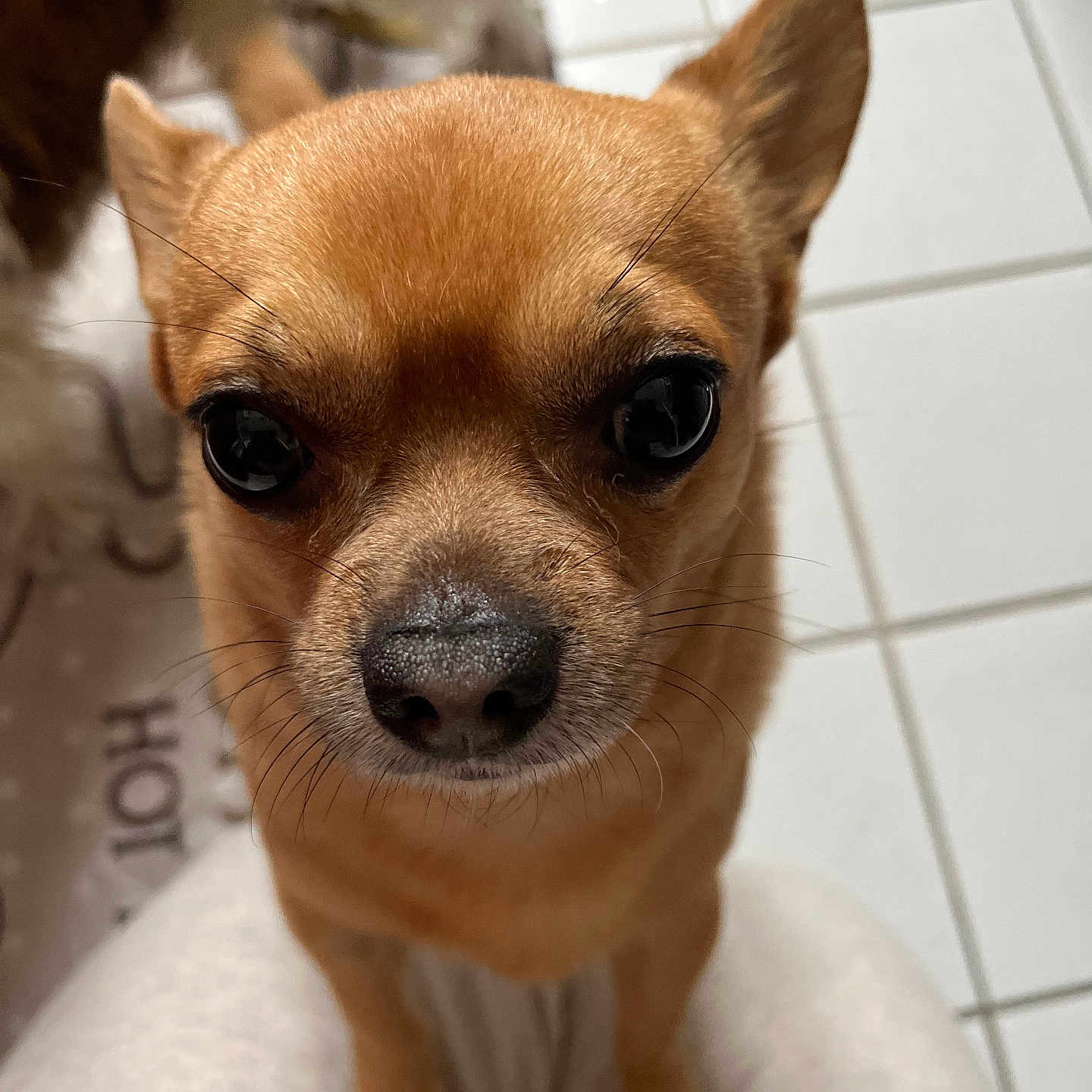 Schweeps participe au concours pour gagner de l'argent avec cette photo : dog, chihuahua, close_up, pet, animal, brown, small_dog, curious, floor, tile, indoor, whiskers, ears, face, cute, companion, fur, domestic_animal, canine, looking