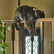 Sammy joined the competition — help win amazing prizes! cat, indoor, wooden_railing, relaxed, grey_cat, plant, window, decorative_window, furniture, houseplant, tail, legs, resting, domestic_cat, pet, animal, home, cozy, balcony, railing