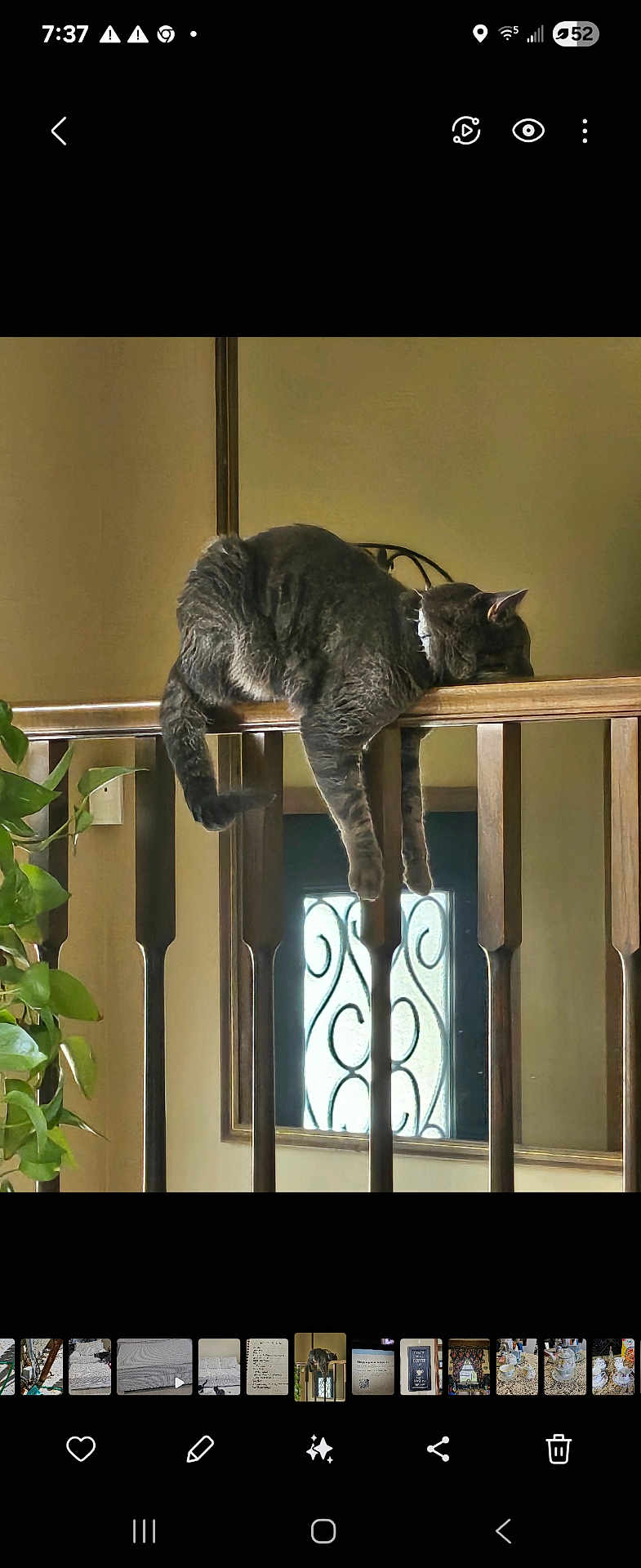 Sammy joined the competition — help win amazing prizes! cat, indoor, wooden_railing, relaxed, grey_cat, plant, window, decorative_window, furniture, houseplant, tail, legs, resting, domestic_cat, pet, animal, home, cozy, balcony, railing