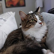 Ellie is registered to the contest to win money with this photo: animal, bedroom, blanket, cat, close_up, cozy, cute, domestic, feline, fur, green_eyes, indoor, pet, portrait, relaxed, resting, sleepy, soft, tabby, whiskers