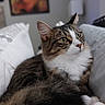 animal, bedroom, blanket, cat, close_up, cozy, cute, domestic, feline, fur, green_eyes, indoor, pet, portrait, relaxed, resting, sleepy, soft, tabby, whiskers
