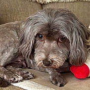 Lovie is registered to the contest to win money with this photo: dog, stuffed_animal, couch, gray, pet, cozy, fur, toy, indoor, close_up, animal, companion, relaxing, cute, paws, snout, ears, furniture, home, soft