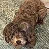 animal, brown_dog, companion, cozy, curly_hair, cute, cute_pet, dog, domestic_animal, floor, furry, home, indoor, laying_down, looking_up, mammal, pet, portrait, resting, rug