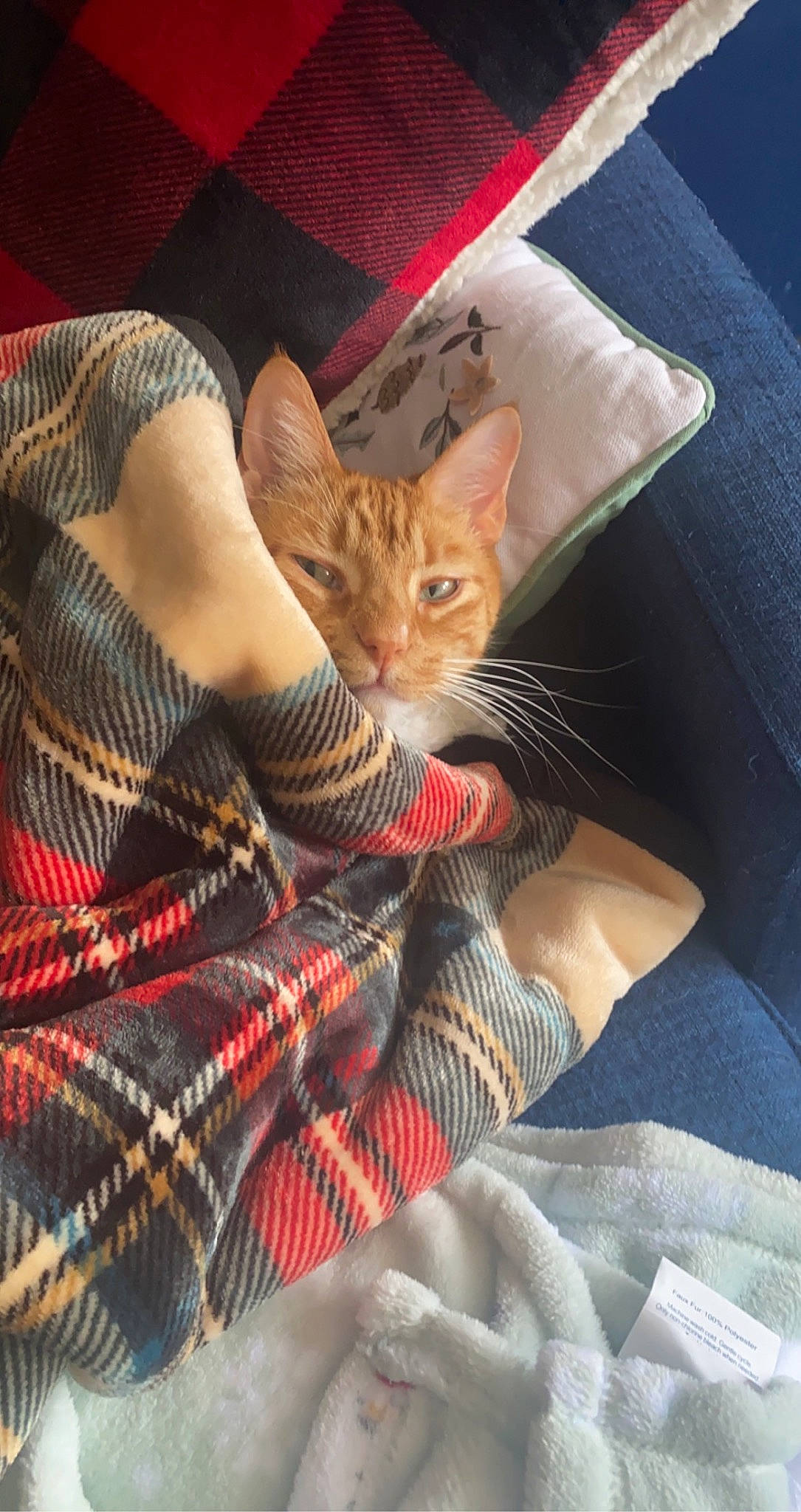 Sebastian joined the competition — help win amazing prizes! bag, carnivore, cat, claw, comfort, couch, domestic_short_haired_cat, fawn, felidae, fur, human_leg, lap, linens, pattern, plaid, small_to_medium_sized_cats, tail, tartan, textile, whiskers