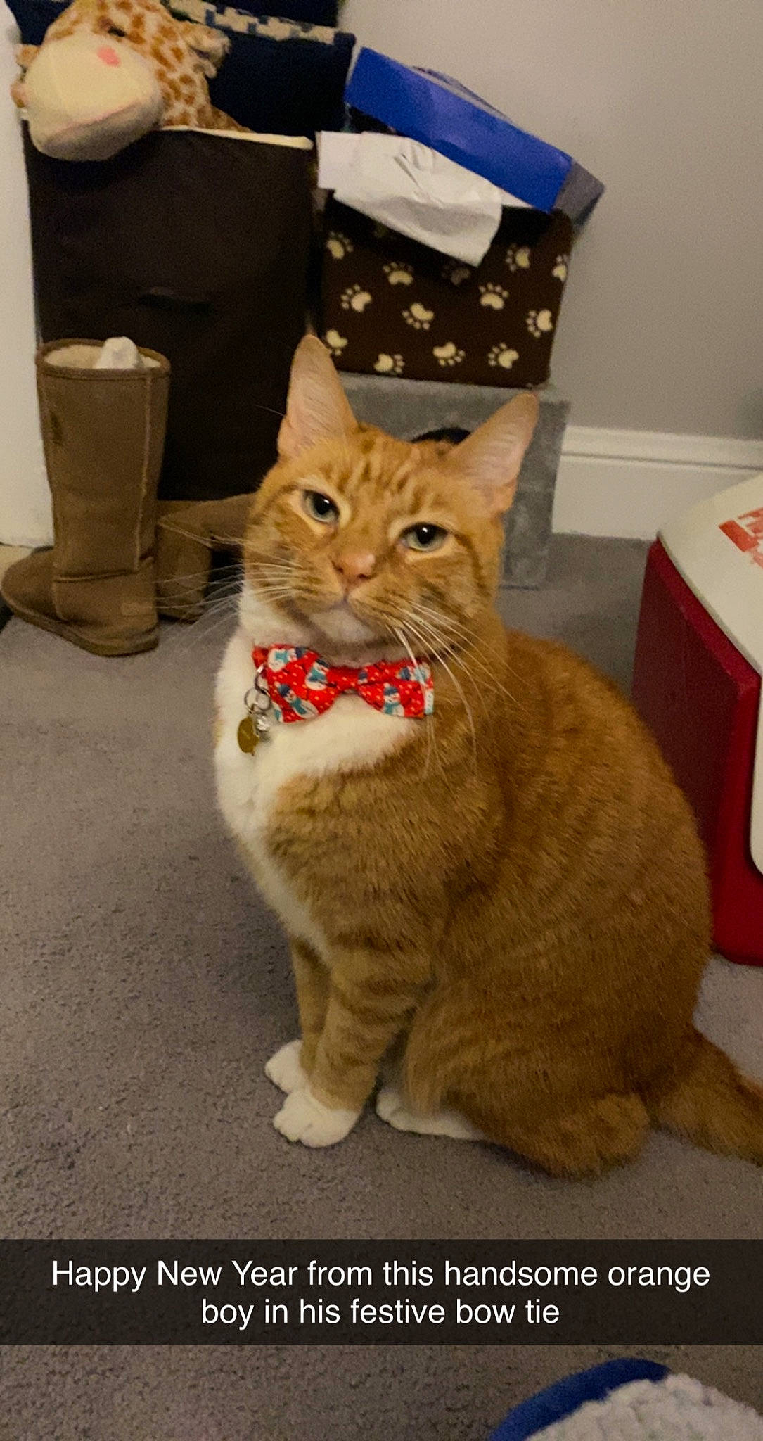 Sebastian is registered to the contest to win money with this photo: box, carnivore, cat, claw, domestic_short_haired_cat, fawn, felidae, flooring, fur, paper_towel, paw, sitting, small_to_medium_sized_cats, snout, tail, terrestrial_animal, whiskers, window, wood