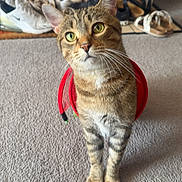 Stanley is registered to the contest to win money with this photo: cat, tabby, green_eyes, carpet, indoor, shoes, sandals, costume, red_wings, curious, pet, whiskers, floor, doorway, feline, striped, domestic, cute, animal, closeup