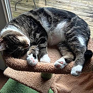 Lucy is registered to the contest to win money with this photo: animal, cat, cat_tree, claws, cozy, daylight, feline, fur, indoor, paws, pet, pink_paw_pads, relaxing, resting, sleeping, soft, tabby, whiskers, window, wood_floor