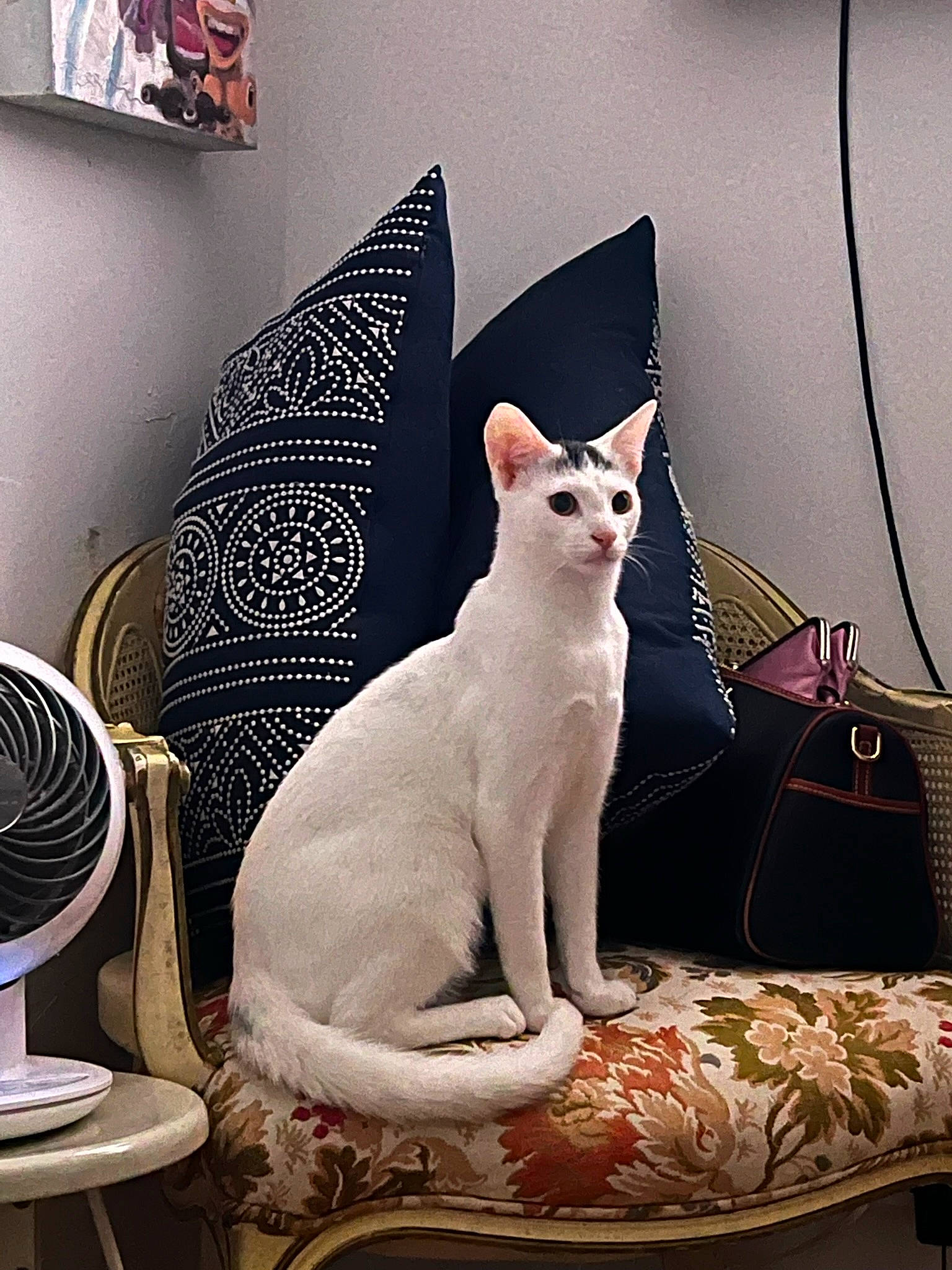 Felix joined the competition — help win amazing prizes! carnivore, cat, comfort, devon_rex, domestic_short_haired_cat, fawn, felidae, fur, linens, metal, pattern, paw, picture_frame, room, sitting, small_to_medium_sized_cats, snout, tail, visual_arts, whiskers