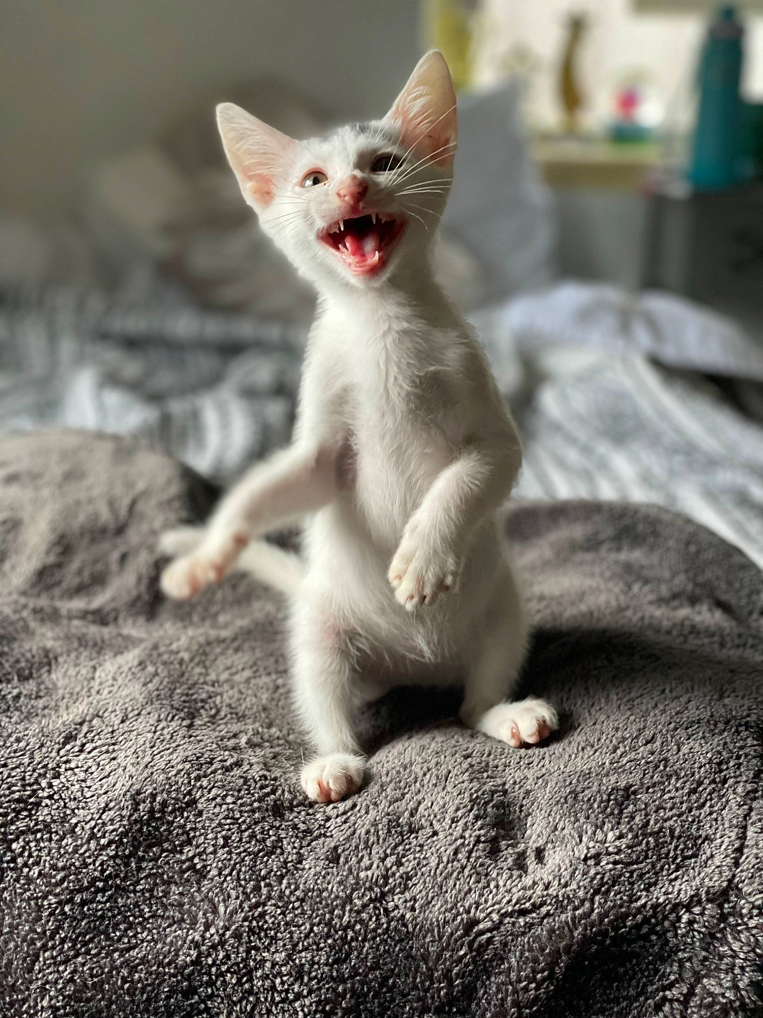 Felix is registered to the contest to win money with this photo: carnivore, cat, claw, domestic_short_haired_cat, fawn, felidae, fur, grey, paw, rex_cat, small_to_medium_sized_cats, snout, tail, terrestrial_animal, whiskers