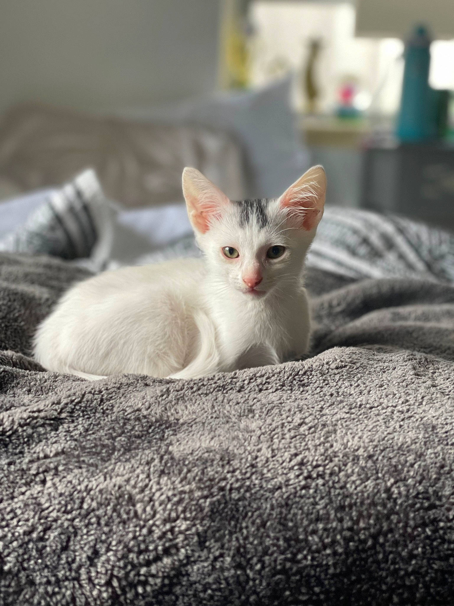 Felix joined the competition — help win amazing prizes! carnivore, cat, comfort, domestic_short_haired_cat, felidae, fur, paw, small_to_medium_sized_cats, snout, tail, terrestrial_animal, whiskers