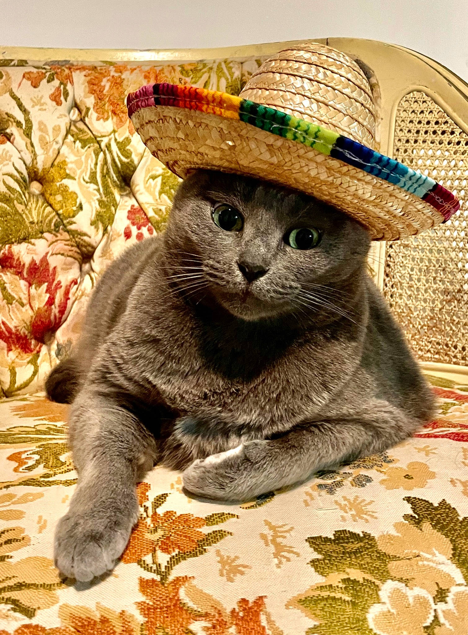 Grayc joined the competition — help win amazing prizes! carnivore, cat, cat_supply, costume_hat, cowboy_hat, domestic_short_haired_cat, felidae, fur, hat, pattern, plant, sitting, small_to_medium_sized_cats, snout, sombrero, sun_hat, sunglasses, tail, terrestrial_animal, whiskers