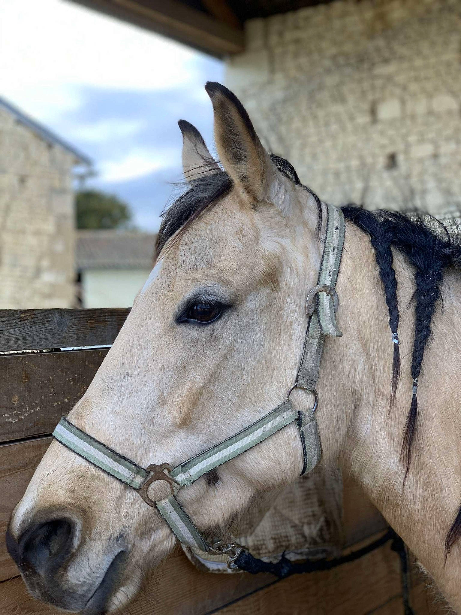 éclaire participe au concours pour gagner de l'argent avec cette photo : bridle, ear, halter, horse, horse_harness, horse_tack, mammal, mane, mare, pack_animal, rein, snout, stallion, wildlife