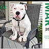 Nuke joined the competition — help win amazing prizes! dog, white_dog, bulldog, sitting, chair, patio, outdoor, porch, deck, leash, collar, pet, animal, portrait, front_facing, serious_expression, white_fur, pink_nose, home, calendar