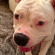 Nuke is registered to the contest to win money with this photo: dog, pit_bull, white_dog, close_up, portrait, pet, canine, animal, brown_eyes, pink_nose, tongue_out, floppy_ears, wrinkled_forehead, short_fur, sitting, lying_down, carpet, indoor, cute, playful