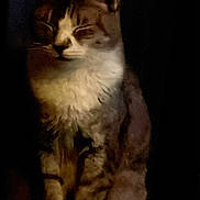 Nala joined the competition — help win amazing prizes! animal, box, cat, closed_eyes, cute, dark_background, feline, fluffy, fur, indoor, orange, paws, pet, portrait, quiet, resting, serene, sitting, whiskers, yellow