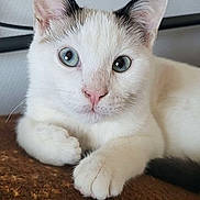 Athénor a rejoint le concours — aidez-le/la à gagner de superbes lots ! cat, white_cat, blue_eyes, animal, pet, feline, cute, fur, ears, paws, indoor, resting, closeup, portrait, looking, curious, mammal, whiskers, soft, relaxed