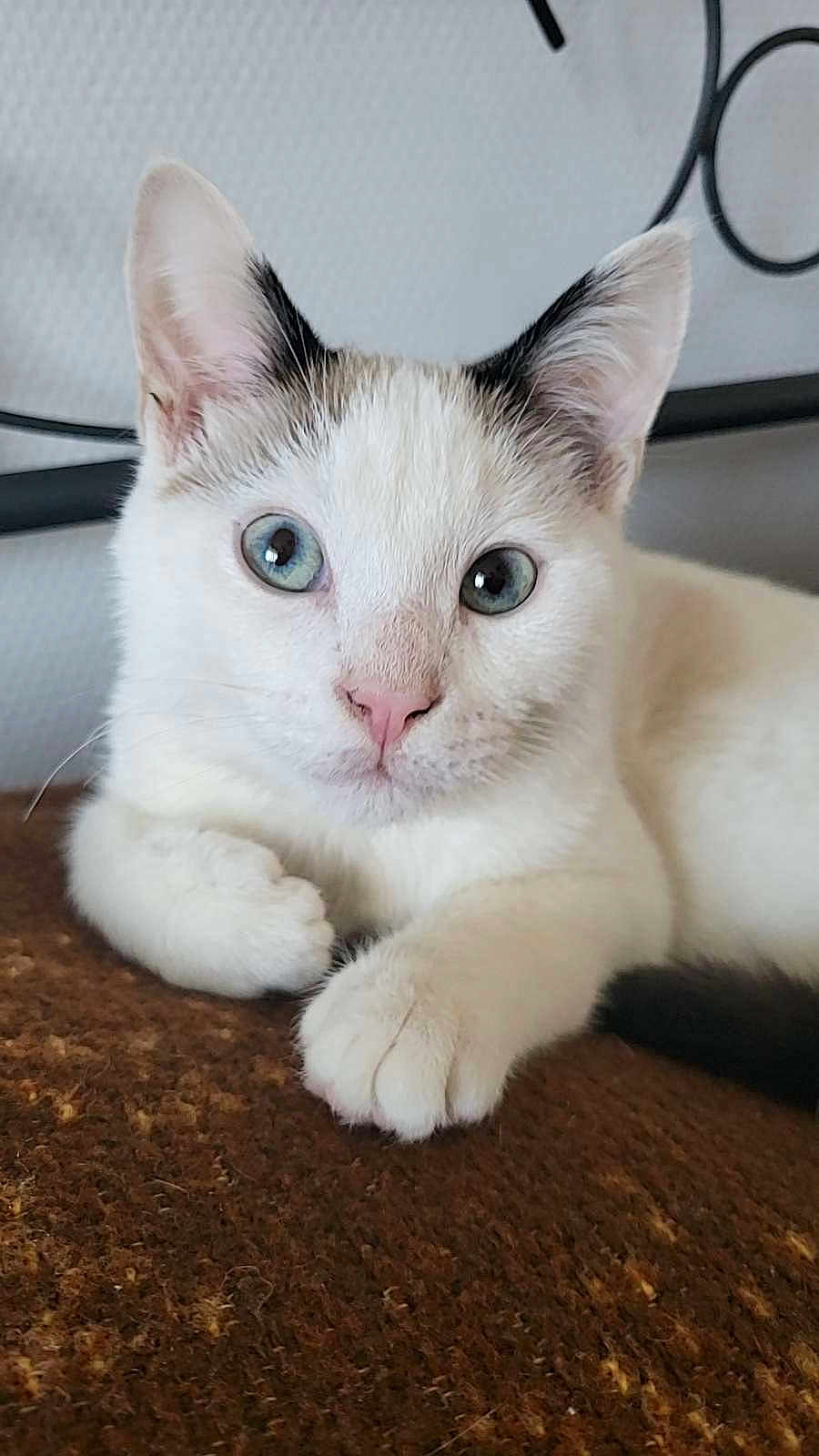 Athénor a rejoint le concours — aidez-le/la à gagner de superbes lots ! cat, white_cat, blue_eyes, animal, pet, feline, cute, fur, ears, paws, indoor, resting, closeup, portrait, looking, curious, mammal, whiskers, soft, relaxed