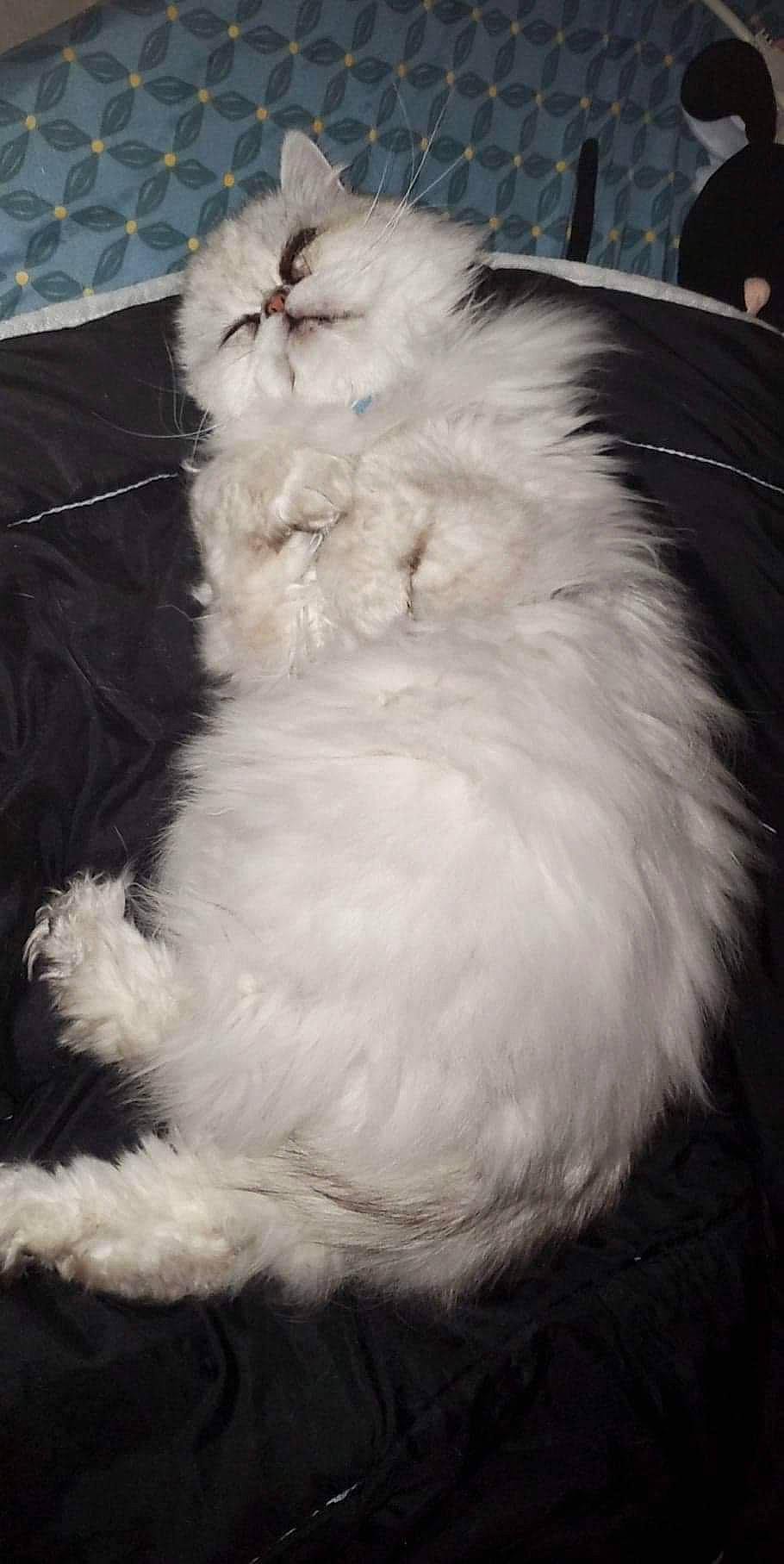 Djino participe au concours pour gagner de l'argent avec cette photo : british_longhair, canidae, carnivore, cat, claw, companion_dog, dog_breed, domestic_rabbit, feather, felidae, fur, natural_material, paw, persian, rabbits_and_hares, small_to_medium_sized_cats, sporting_group, tail, whiskers