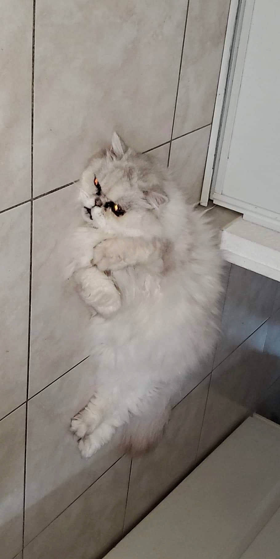 Djino participe au concours pour gagner de l'argent avec cette photo : canidae, carnivore, companion_dog, dog_breed, door, felidae, flooring, fur, hardwood, natural_material, paw, small_to_medium_sized_cats, snout, sporting_group, tail, whiskers, wood