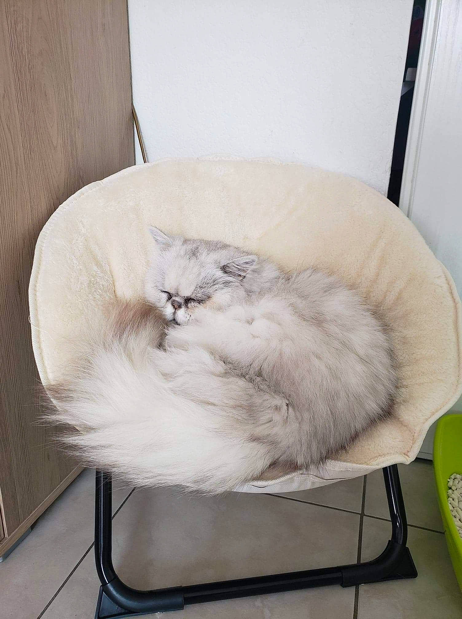 Djino participe au concours pour gagner de l'argent avec cette photo : bag, canidae, carnivore, cat, cat_bed, cat_supply, chair, comfort, companion_dog, fawn, felidae, flooring, fur, ragdoll, small_to_medium_sized_cats, tail, vertebrate, whiskers, window, wool