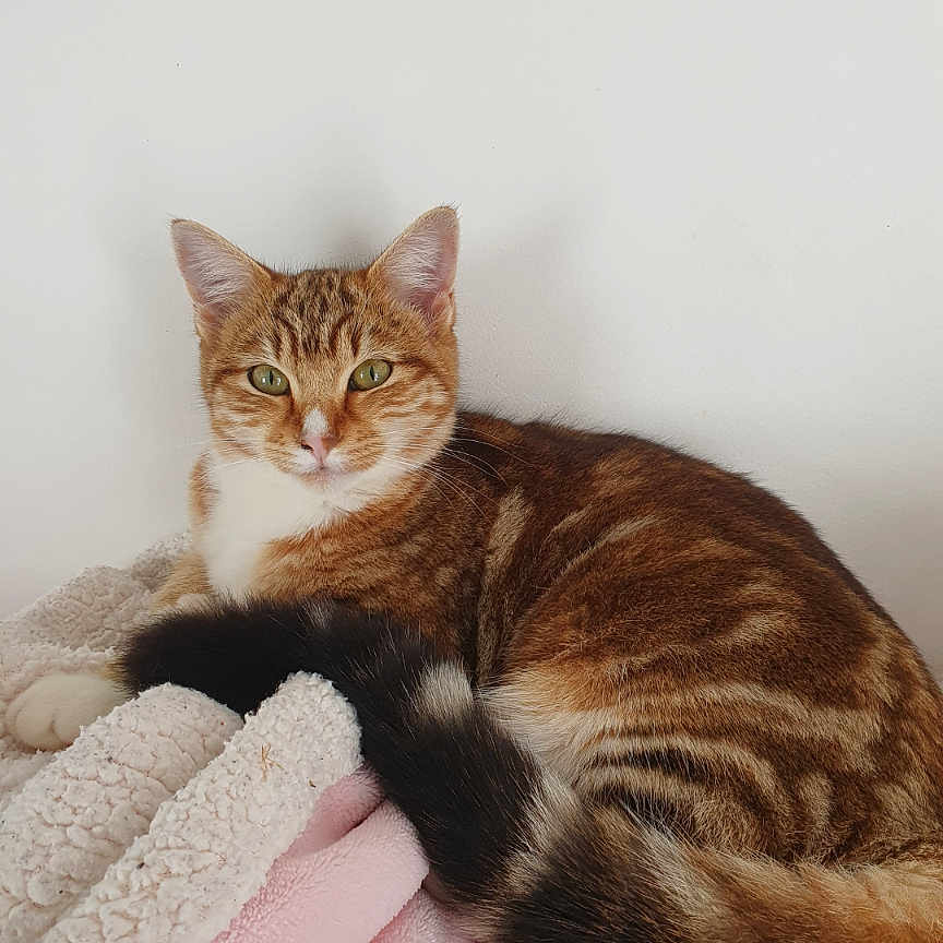 Princesse