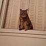 Nasty participe au concours pour gagner de l'argent avec cette photo : american_shorthair, asian, british_shorthair, carnivore, cat, domestic_short_haired_cat, european_shorthair, fawn, felidae, small_to_medium_sized_cats, tabby_cat, whiskers, window, wood