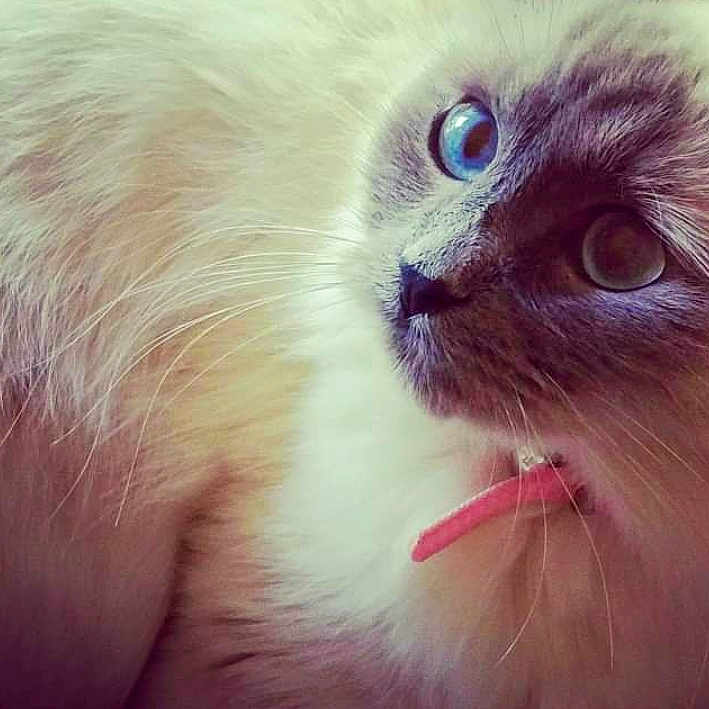 Pudge is registered to the contest to win money with this photo: balinese, birman, cat, cat_like_mammal, close_up, domestic_long_haired_cat, domestic_short_haired_cat, ear, eye, face, fur, iris, kitten, nose, organ, persian, ragdoll, small_to_medium_sized_cats, snout, whiskers
