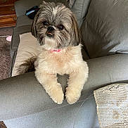 Honey joined the competition — help win amazing prizes! blanket, brown_and_white, carpet, couch, cute, dog, dresser, fluffy, furniture, indoor, lamp, living_room, long_hair, pet, pillow, pink_collar, portrait, shih_tzu, sitting, small_dog