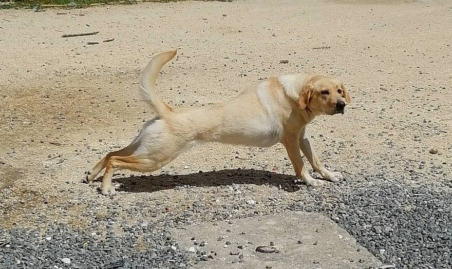 Orlie a rejoint le concours — aidez-le/la à gagner de superbes lots ! canidae, carnivore, companion_dog, dog, dog_breed, fawn, hunting_dog, labrador_retriever, mammal, retriever, sporting_group, street_dog, tail, vertebrate