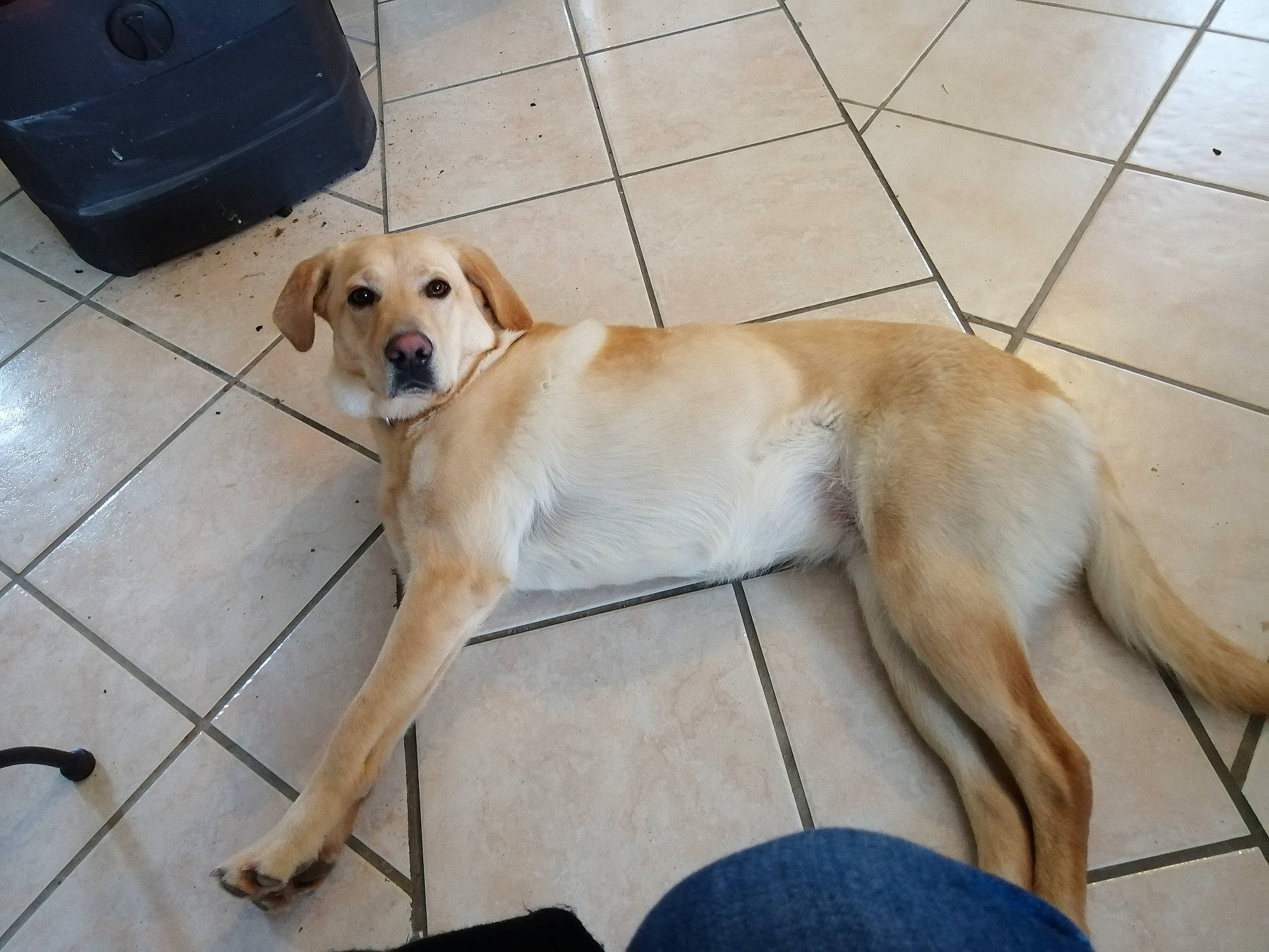 Orlie a rejoint le concours — aidez-le/la à gagner de superbes lots ! beagador, canidae, carnivore, companion_dog, dog, dog_breed, fawn, golden_retriever, hunting_dog, labrador_retriever, mammal, rare_breed_dog, retriever, sporting_group, street_dog, tail, vertebrate