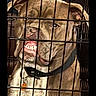 Boots joined the competition — help win amazing prizes! dog, canine, portrait, kennel, cage, bars, close_up, face, teeth, grinning, collar, brown_fur, short_hair, indoor, pet, animal, vertical_photo, phone_screenshot, gallery_interface, date