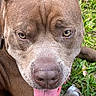 Boots is registered to the contest to win money with this photo: dog, pit_bull, close_up, portrait, grass, outdoor, brown_fur, tongue_out, happy, sitting, lying_down, pet, canine, animal, facial_expression, eyes, nose, ears, natural_light, lawn