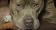 Boots is registered to the contest to win money with this photo: dog, pit_bull, pet, animal, face, portrait, resting, lying_down, sleepy, tired, sad_expression, droopy_ears, brown_fur, gray_fur, leather_chair, armchair, indoor, furniture, close_up, photography