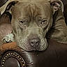 dog, pit_bull, pet, animal, face, portrait, resting, lying_down, sleepy, tired, sad_expression, droopy_ears, brown_fur, gray_fur, leather_chair, armchair, indoor, furniture, close_up, photography