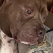 Boots joined the competition — help win amazing prizes! dog, pit_bull, brown_dog, white_chest, sleepy, side_eye, close_up, portrait, pet, animal, paw, muzzle, nose, eyes, short_hair, indoor, couch, cushion, home, candid