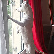 Princesse participe au concours pour gagner de l'argent avec cette photo : dog, white_dog, standing, glass_door, curtain, red_curtain, window, indoor, floor, light, pet, looking_out, animal, domestic_animal, home, wooden_floor, door_handle, tail, ears, alert