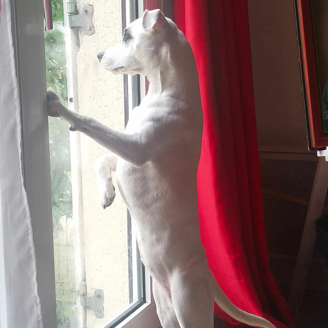 Princesse participe au concours pour gagner de l'argent avec cette photo : alert, animal, curtain, dog, domestic_animal, door_handle, ears, floor, glass_door, home, indoor, light, looking_out, pet, red_curtain, standing, tail, white_dog, window, wooden_floor