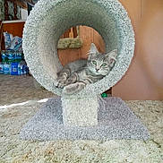 Minnie is registered to the contest to win money with this photo: cat, kitten, gray_tabby, cat_tunnel, carpet, indoor, pet, feline, fur, cute, relaxed, animal, green_eyes, wooden_furniture, water_bottles, curious, cozy, home, floor, resting