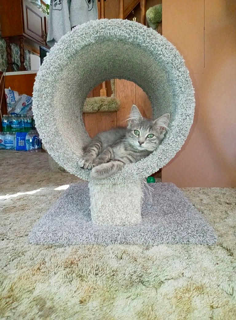 Minnie is registered to the contest to win money with this photo: cat, kitten, gray_tabby, cat_tunnel, carpet, indoor, pet, feline, fur, cute, relaxed, animal, green_eyes, wooden_furniture, water_bottles, curious, cozy, home, floor, resting
